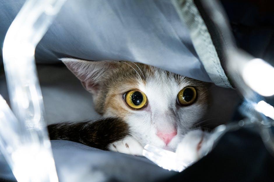 design Features that Make the Frisco ‍Cat Tunnel a Must-Have for Cats