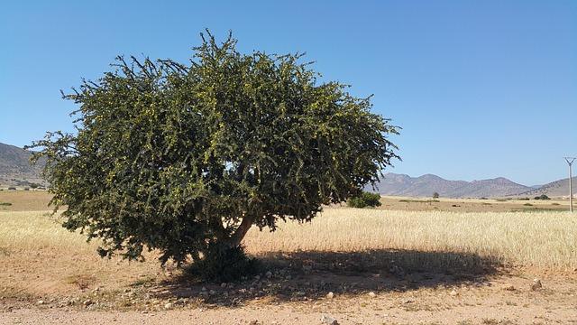Choosing the Right Moroccan ‌Argan Oil Shampoo: key Ingredients to Look‌ For