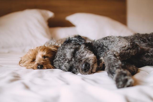 Ultimate⁣ Comfort ⁤for Your Canine Companion