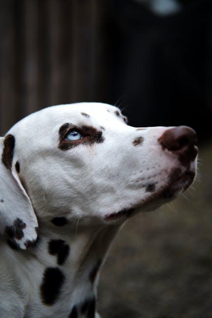 Choosing the Right Size and Material for Your Pup's Needs