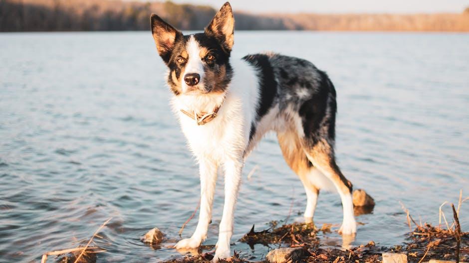 Health Benefits of ⁢the PetSafe Drinkwell 360 for ​Pets