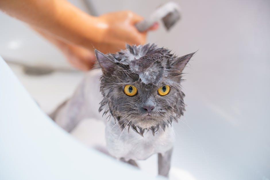 Real-Life Experiences: Cat Owners ‌Share Their ​Success ⁣Stories