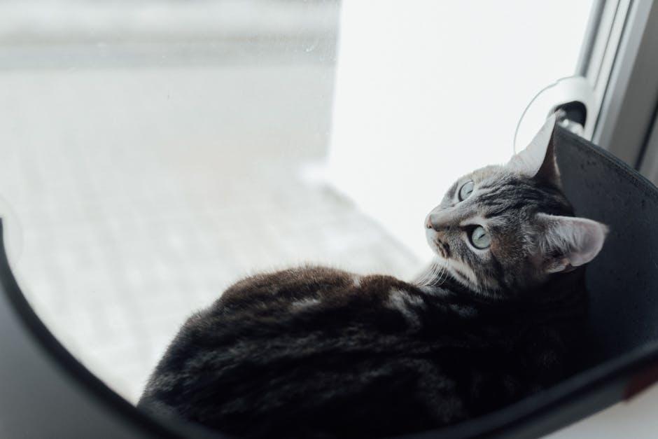 The ⁢Ultimate Retreat: Transforming Your Cat's Window Experiance
