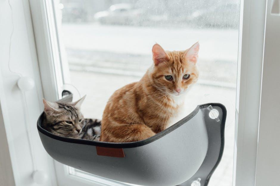 Safety First: Ensuring a ⁣Secure Spot‍ for Your Feline Friend