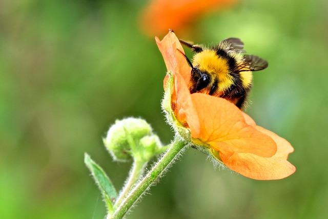 Understanding Bumble and Bumble Invisible ⁢Oil's Unique Formula