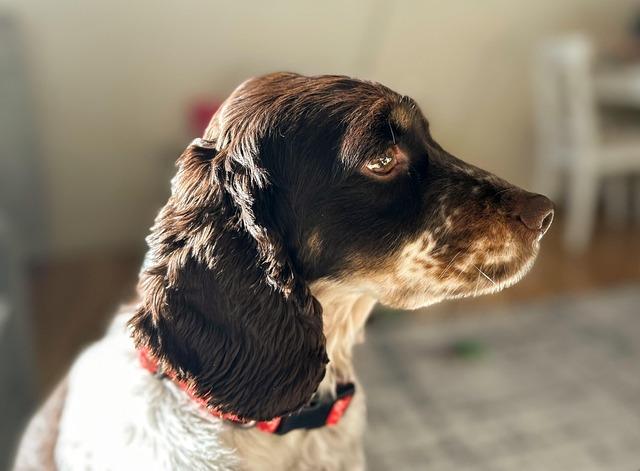 Nutritional Benefits Tailored for Canine Health and Vitality