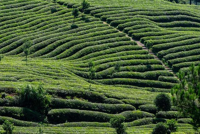 enhancing⁤ Metabolism: How Green Tea ⁤Extract ​Supports Weight ⁤Management