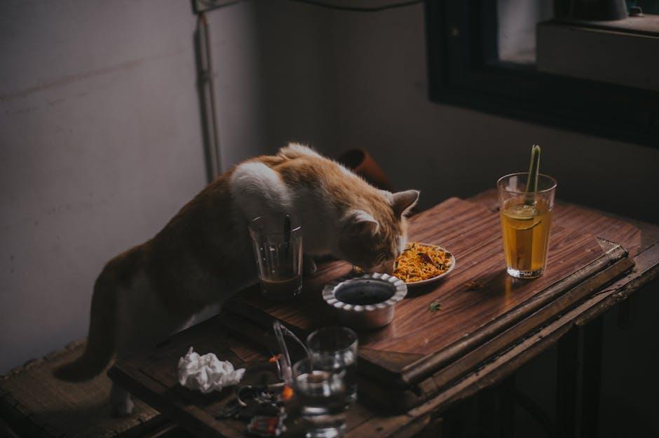 Choosing the‌ Right Food and ⁣Tips for Effective Use