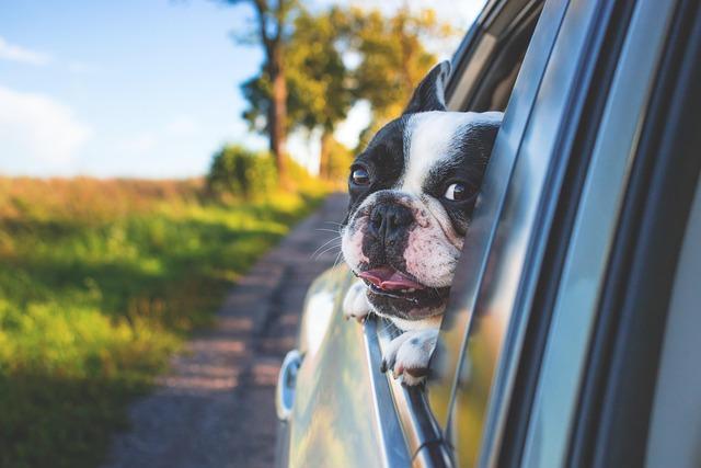 Choosing the ⁢Right Size ‌for Your Pet's Needs and Lifestyle