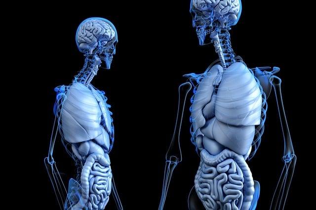Key Benefits for Digestive Health and Immune Support