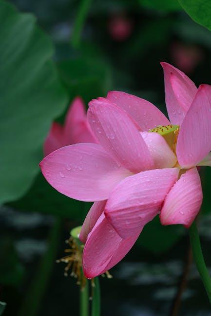 Application Tips: Maximizing ‍the ‌Efficacy⁣ of Your Dew Drops