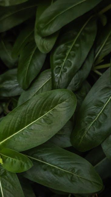 Understanding the Benefits of Chelated Minerals for Optimal⁢ Absorption