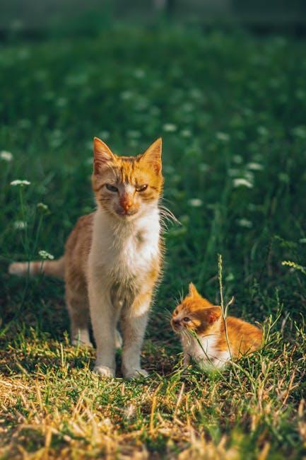 Choosing ​the⁣ Right Flavor:​ A⁢ Guide to Tiki ‍Cat's Varied Offerings