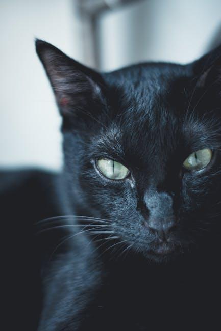 Exploring the Nutritional Benefits of Tiki Cat Born carnivore