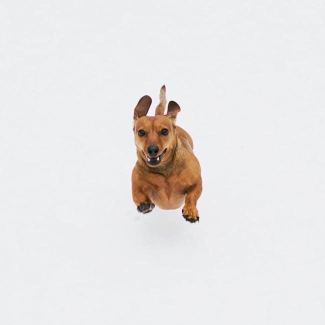 understanding the Benefits of ‌Indoor Exercise for ⁢Dogs
