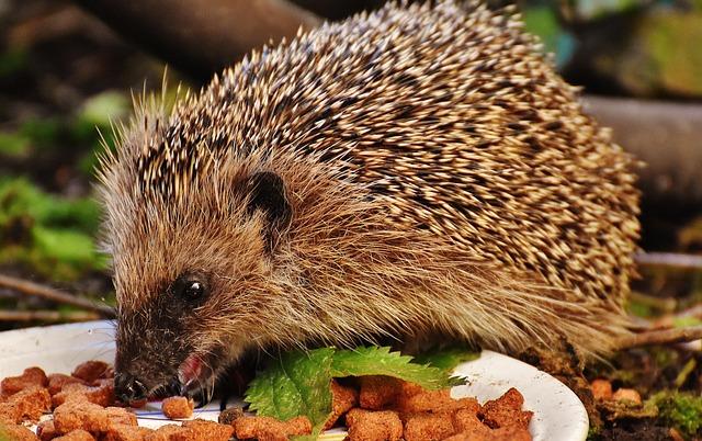 Understanding the Technology Behind PetSafe Smart Feed