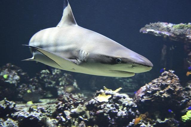 Styling Tips and‍ Techniques: Maximizing‍ the Potential⁢ of ‌Your Shark ⁤flexstyle