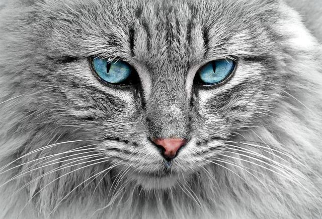 Recommendations for ⁤Optimizing​ Cat Litter Usage​ and Maintenance
