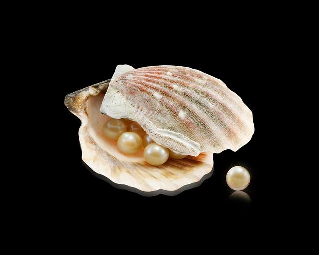 Timeless Elegance: ⁣The Allure of Shell and Pearl ⁣Combinations