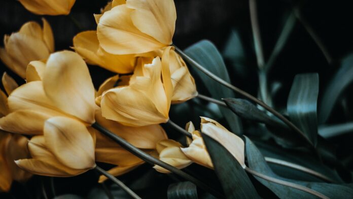 Exploring Different Fragrance Families: Floral, Oriental, and more