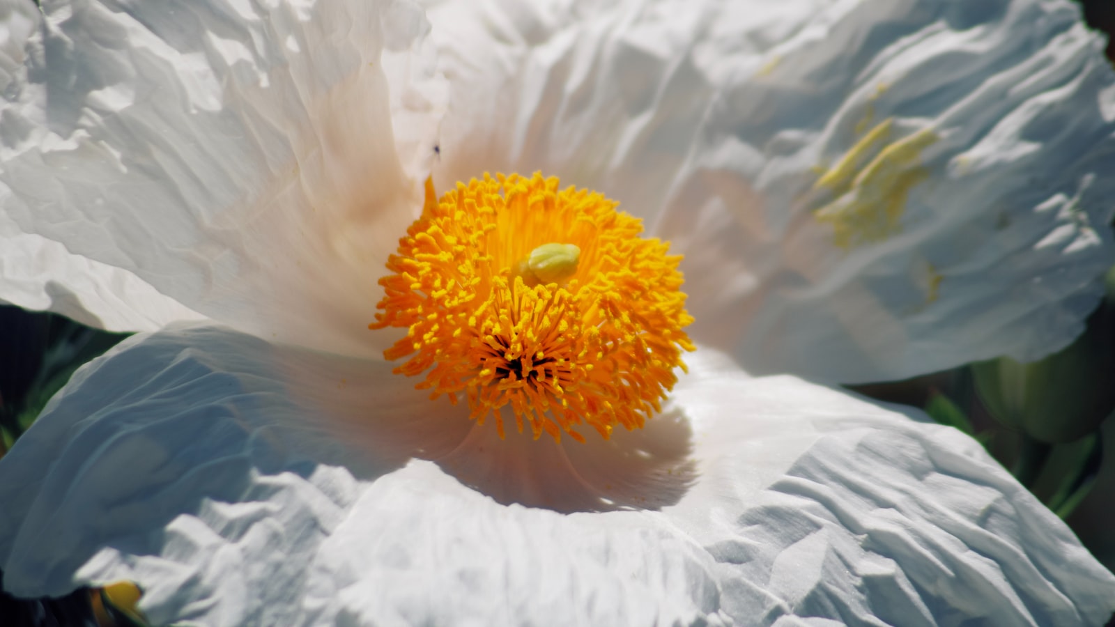 3. Enchanting Gardens in a‍ Bottle: The Irresistible Charm ‍of Botanical Fragrances