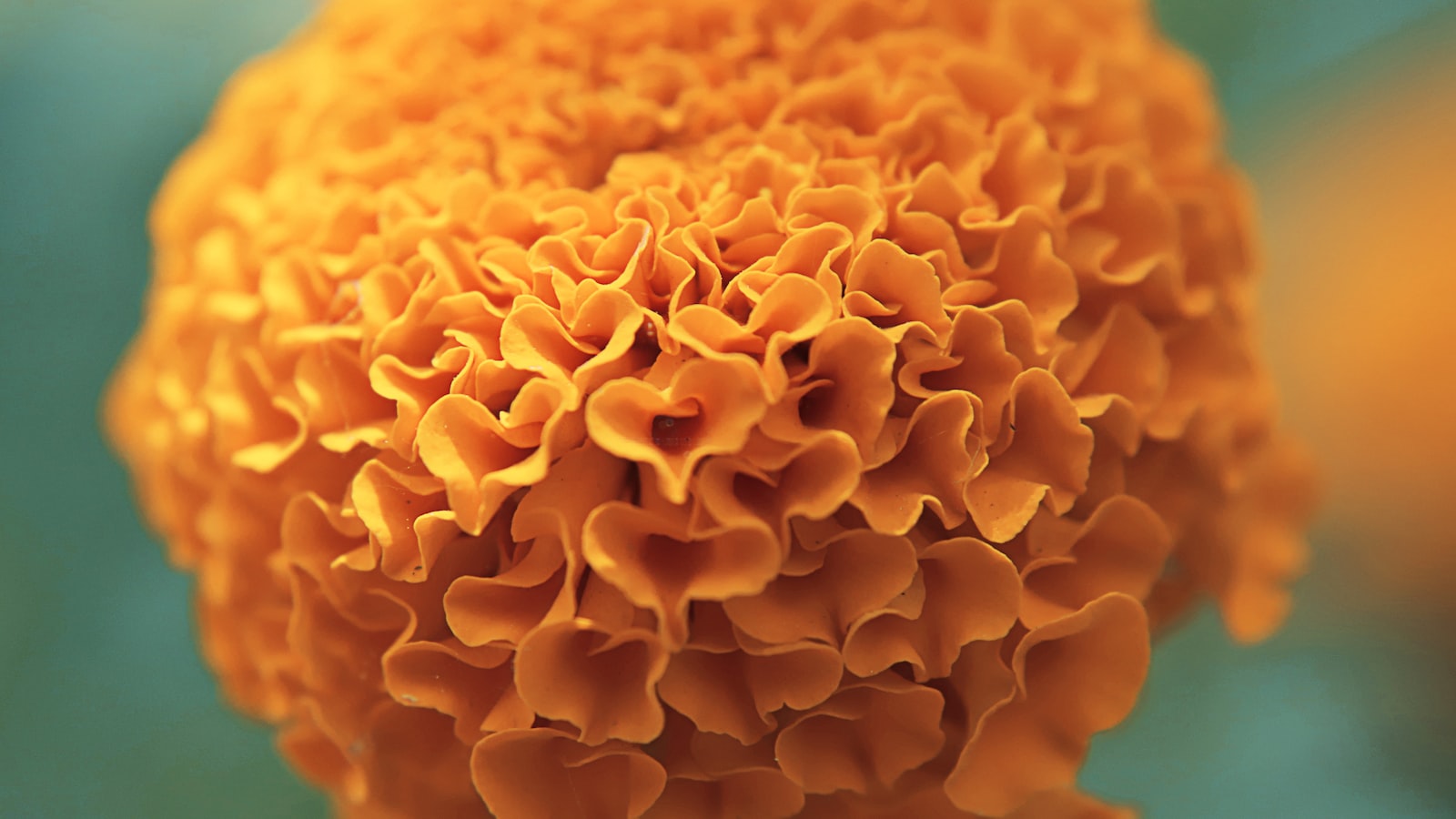 The Scent‍ of ‌the Season: ‌Exploring the Hottest⁣ Fragrance ‍Trends