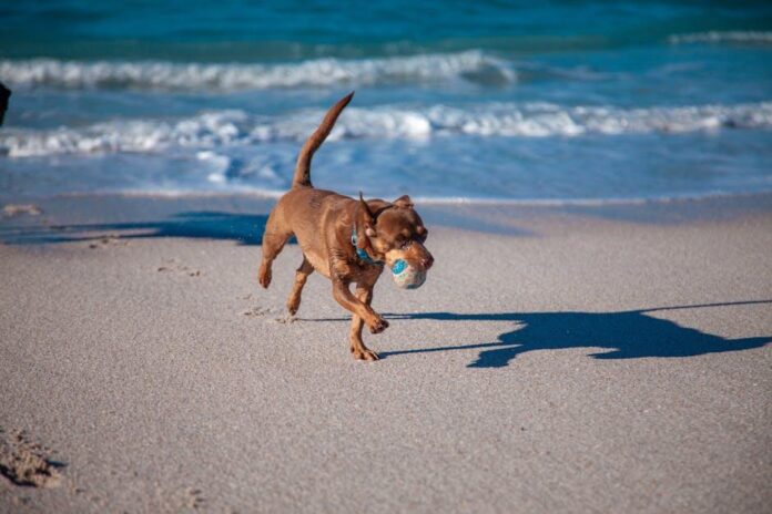 PetSafe Pimple Ball with Treat Hole: Play and Reward Combined