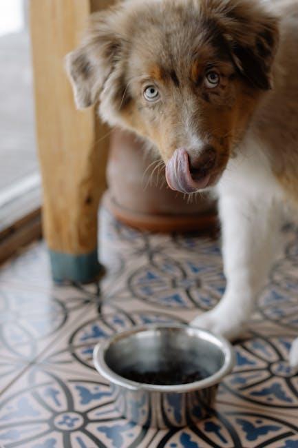 PetSafe Pawz Road Dog Boots: Protection for Every Adventure
