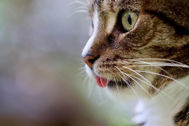 Vet’s Best Waterless Cat Shampoo: Quick and Gentle Cleansing