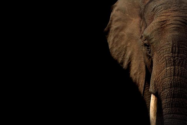 Drunk Elephant Protini Polypeptide Cream: A Deep Dive into Its Firming Power